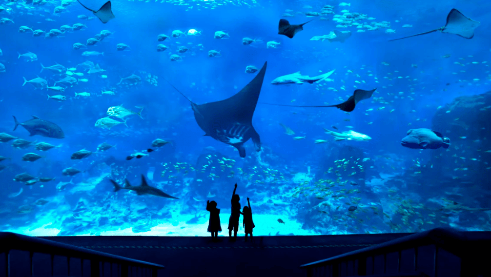 新加坡親子景點｜3. S.E.A.海洋館 S.E.A. Aquarium